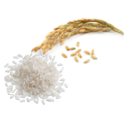 RICE: DT8, OM5451, OM6976, OM4900, KDM... Others